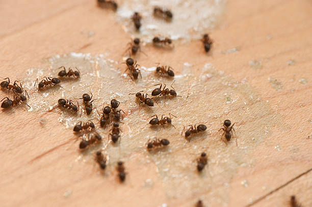 Best Mosquito Control Services  in Dulce, NM