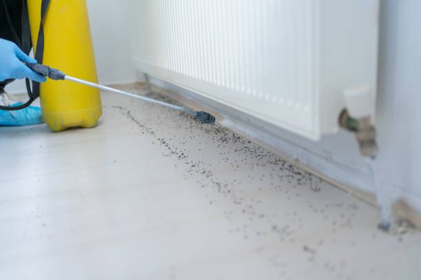 Best Emergency Pest Control  in Dulce, NM