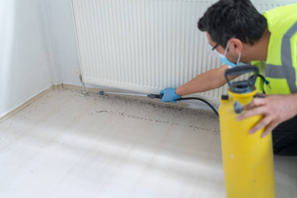 Best Wasp Removal Services  in Dulce, NM