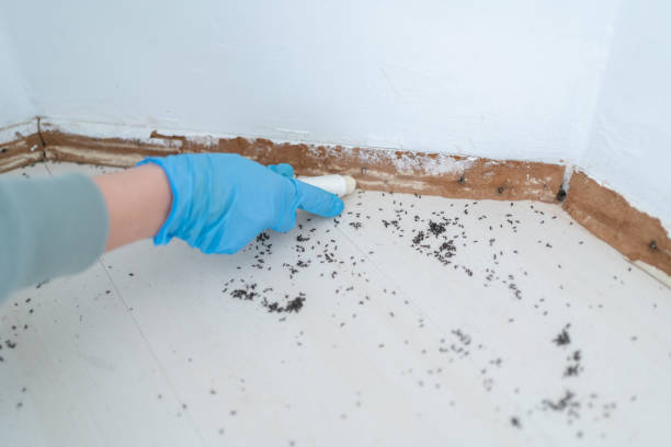 Best Bed Bug Extermination  in Dulce, NM